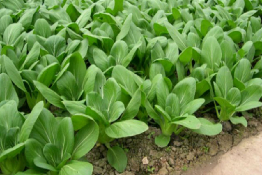 Kỹ thuật trồng cây rau cải chíp xanh năng suất và chất lượng tốt - ảnh 1
